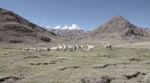 Herd of llama walking in pasture Stock Footage 67999838