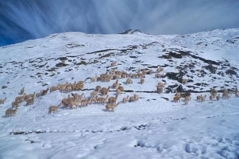 Herd of llamas in andes Stock Photos