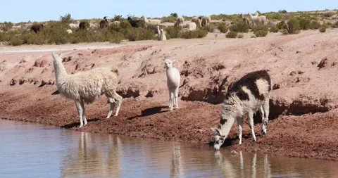 A herd of llamas in Bolivia Stock Footage 202194456