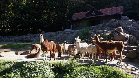 Herd Of Llamas In Farm Stock Footage 73271113