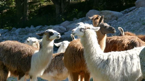 Herd of llamas Stock Footage