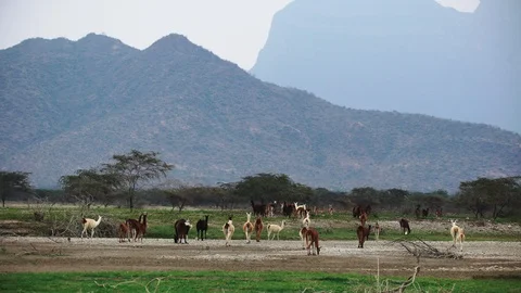 Herd of Llamas walking with mountains in background Stock Footage 116650323
