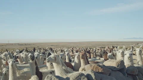 Herd of Llamas Walking Peacefully Through the Andean Highlands Stock Footage 311989854
