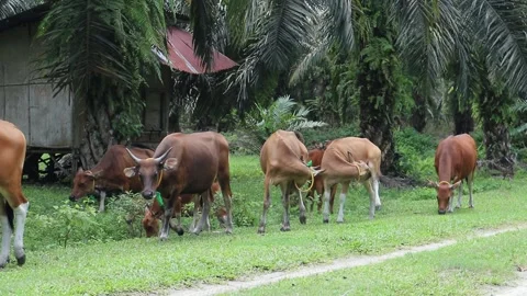 A herd of local Indonesian cattle looking for grass to eat Stock Footage 339513077