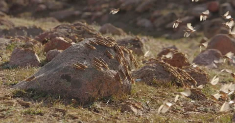 Herd of locusts sits on rocks, close up. Locust plague. Alarming omen. Millions Vídeos de archivo 255886722