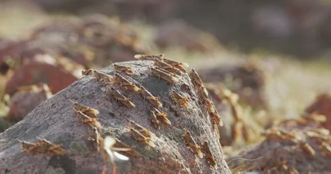Herd of locusts sits on rocks, close up. Locust plague. Disgusting ugly herd of Stock Footage 256164804