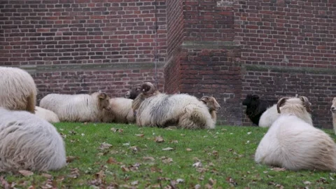 A herd of long-haired sheep and rams resting on a grassy lawn beside a historic 스톡 동영상 333148505