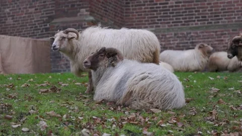 A herd of long-haired sheep and rams resting on a grassy lawn beside a historic Stock-Footage 333148509