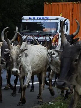 Herd of long-horned cattle walking down a busy paved road alongside buses t.. Stock Photos