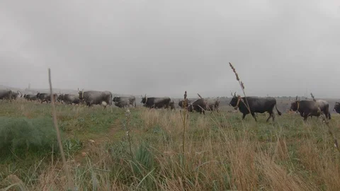 Herd of long horned cows walk on pasture in Basilicata Italy Stock Footage 121837109