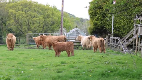 Herd of longhorn cows Stock Footage