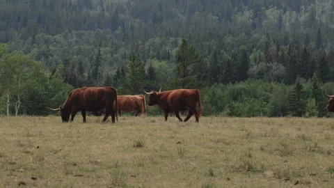 Herd Of Longhorn Cows Stock Footage 307118210