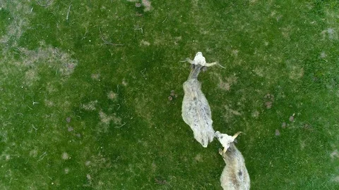 Herd of longhorn Stock Footage 127150780