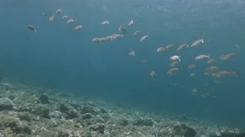 Herd of Mediterranean salps Stock Footage 199994948