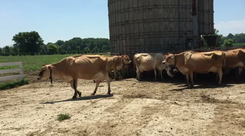 Herd of Milk Cows 動画素材 65450518