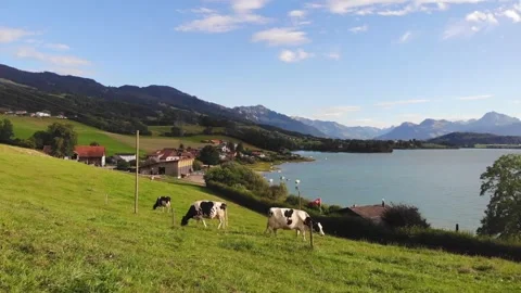 Herd of milk producing cows on a farm Stock Footage 276528836