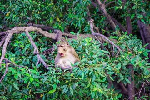 A herd of monkeys catch on branch of tree beside the sea, Mangroves tree fore Stock Photos