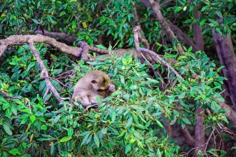 A herd of monkeys catch on branch of tree beside the sea, Mangroves tree fore Stock Photos