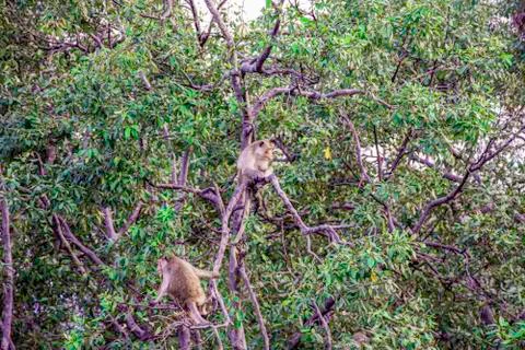A herd of monkeys catch on branch of tree beside the sea, Mangroves tree fore Stock Photos