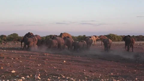 Herd in motion at sunset; tail-ender closes the line — Part 2 Stock Footage 320790088
