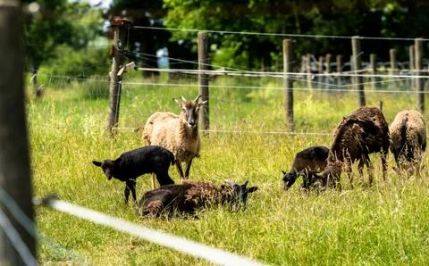 Herd of mouflons Stock Photos
