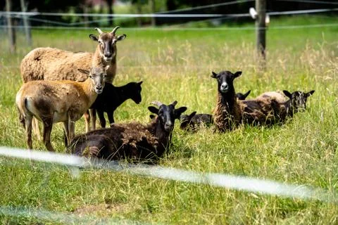 Herd of mouflons Stock Photos