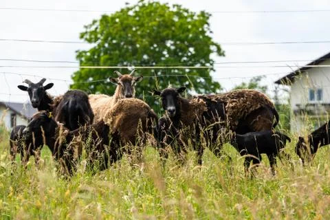 Herd of mouflons Stock Photos