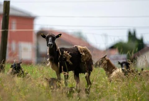 Herd of mouflons Stock Photos