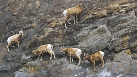 Herd of Mountain Goats Climbing a Cliff ... | Stock Video | Pond5