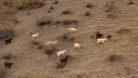 Herd of mountain goats Stock Footage 236298034