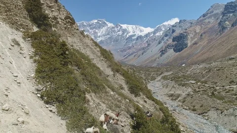 Herd of mountain goats run over rocky steep slope towards river stream in gorge Stock Footage 126722904