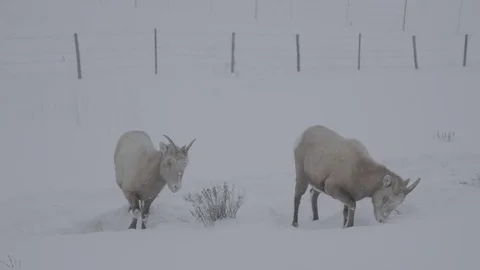 Herd of mountain goats walking in the snow, Colorado Stock Footage 69740202