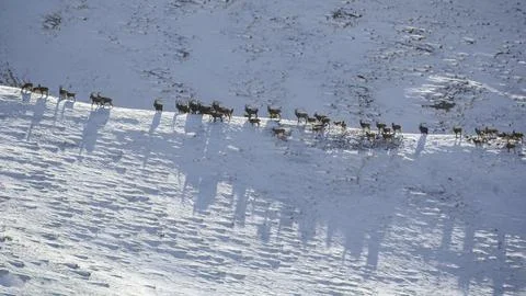 Herd of mountain ibex of different ages moves along the crest of snow-cover.. Stock Photos