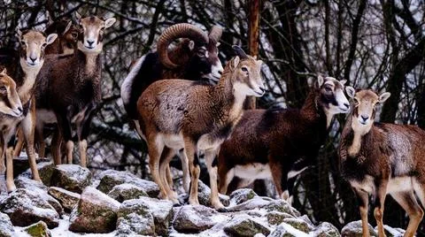 Herd Of Mountain Sheep And Rams In Zoo Фото