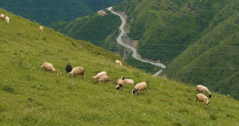Herd of mountain sheep in high elevation on the slope and eating grass with a dr 動画素材 135493783
