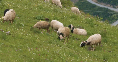 Herd of mountain sheep in high elevation on the slope and eating grass with a dr Stock Footage