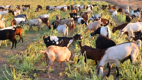 Herd of multi-colored beautiful pockmarked goats closeup walks along pasture Stock Footage