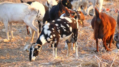 Herd of multi-colored beautiful pockmarked goats closeup walks along pasture Stock Footage 138997138