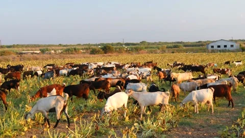 Herd of multi-colored beautiful pockmarked goats closeup walks along pasture Stock Footage 138997317