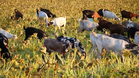 Herd of multi-colored beautiful pockmarked goats closeup walks along pasture Stock Footage 138998224