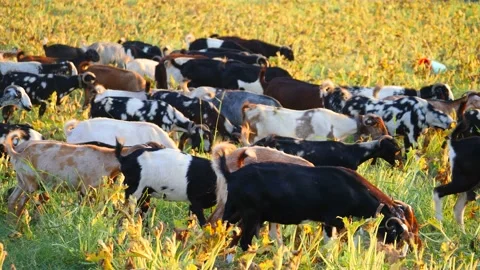 A herd of multi-colored beautiful pockmarked goats closeup walks along pastur Stock Footage 138998234