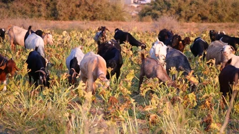 Herd of multi-colored beautiful pockmarked goats closeup walks along pasture Stock Footage 138998281