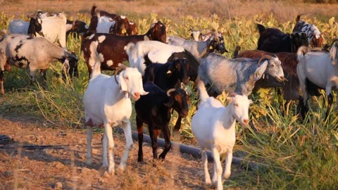 Herd of multi-colored beautiful pockmarked goats closeup walks along pasture Stock Footage 138998410