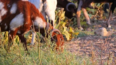 Herd of multi-colored beautiful pockmarked goats closeup walks along pasture Stock Footage 138998488