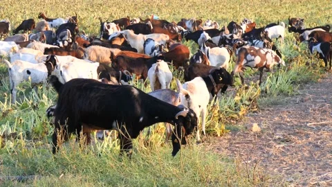 Herd of multi-colored beautiful pockmarked goats closeup walks along pasture Stock Footage 138998532