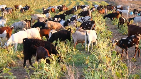Herd of multi-colored beautiful pockmarked goats closeup walks along pasture Stock Footage 138998564