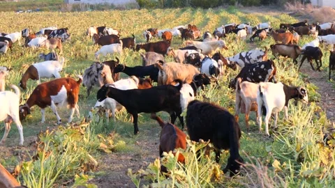 Herd of multi-colored beautiful pockmarked goats closeup walks along pasture Stock Footage 138998577