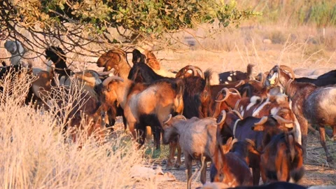 Herd of multi-colored beautiful pockmarked goats closeup walks along pasture Stock Footage 138998738