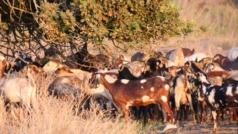 Herd of multi-colored beautiful pockmarked goats closeup walks along pasture Stock Footage 138998796