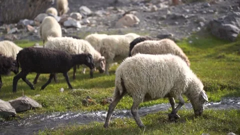 Herd of multi-colored beautiful pockmarked sheep closeup walks along pasture  Stock-Footage 201716164